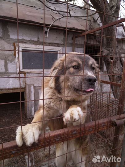 Отдам бесплатно в добрые руки