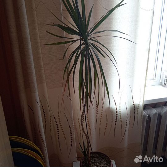 Пальма драцена