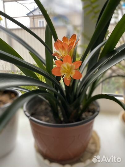 Комнатный цветок Кливия