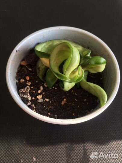 Хойя компакта вариегатная Мауна Лоа