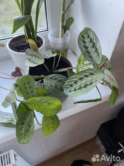 Домашние растения цветы