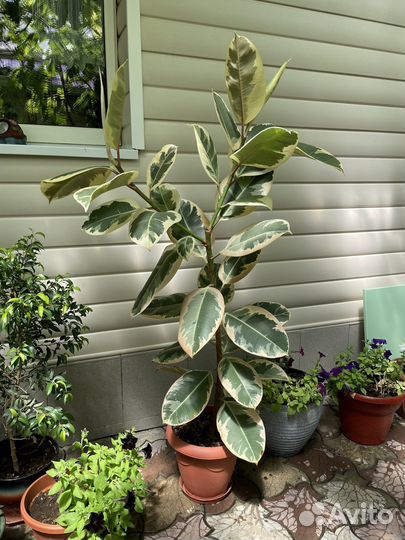 Фикус вариегатный