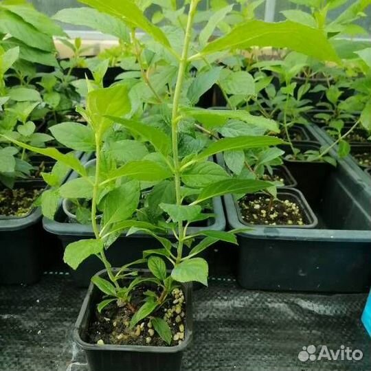 Гортензия метельчатая Ваниль Фрайз