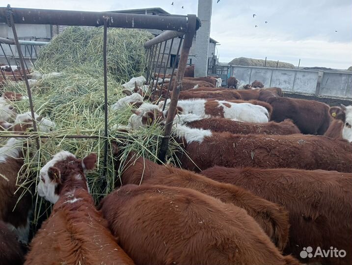 Продаю телок