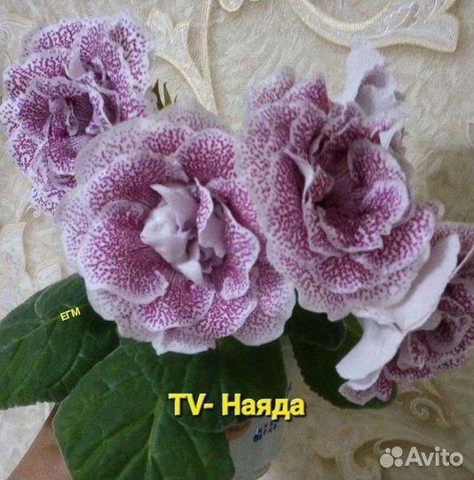 Глоксинии укорененные черенки, пасынки, клубни