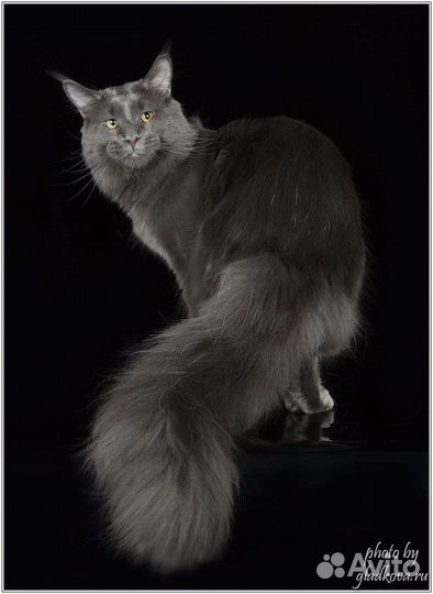Котятки в добрые руки
