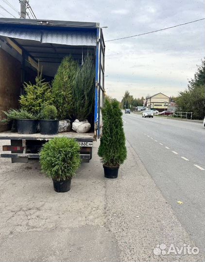 Можжевельник Блю Эрроу с гарантией приживаемости