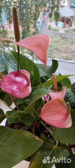 Комнатные цветы антуриум