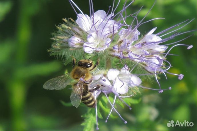 Мед из Алтая опт