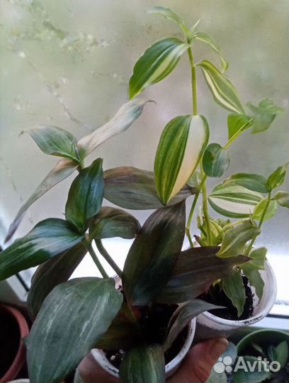 Традесканции тайские биколор и триколор