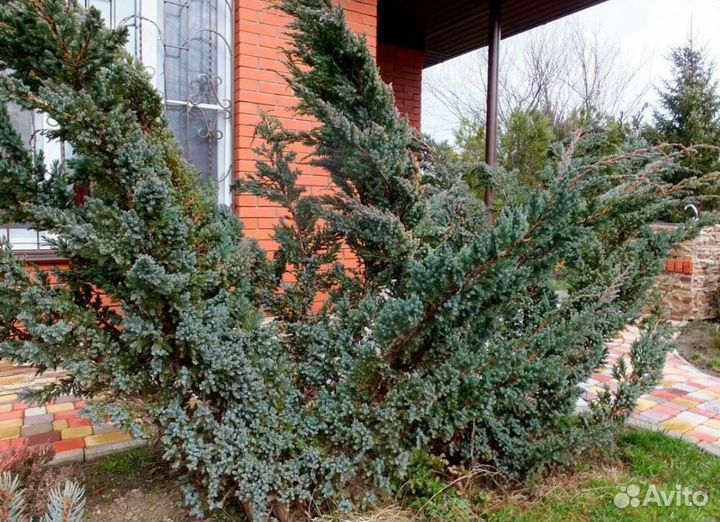 Можжевельник Мэйри