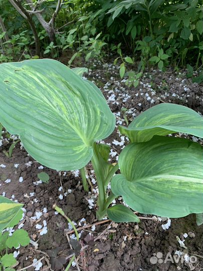 Хоста растение
