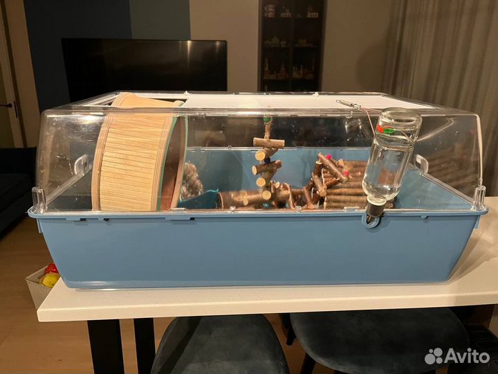 Сирийский хомяк мальчик даром