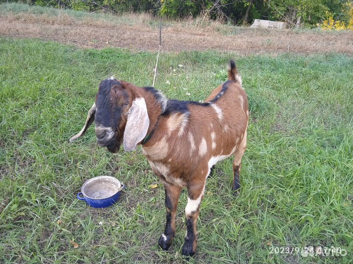 Коза и козёл