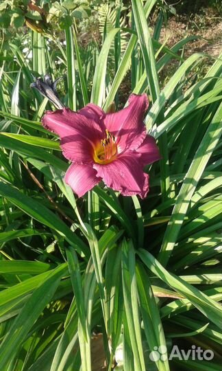 Продаю сортовые лилейники