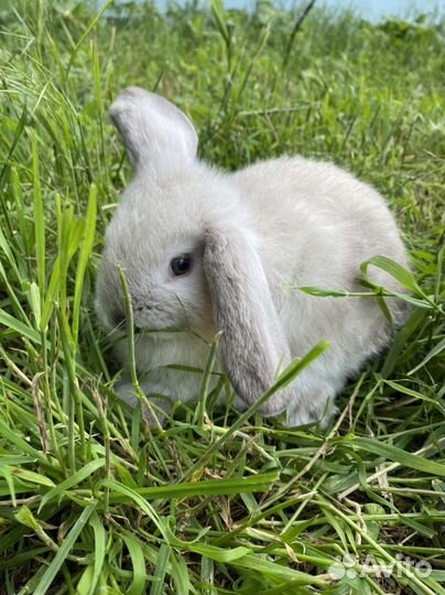 Декоративные кролики вислоухие баран