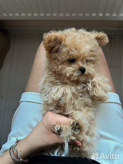 Тедди пудель Пушон Китай