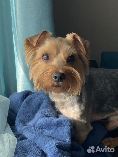 Йоркширский терьер вязка