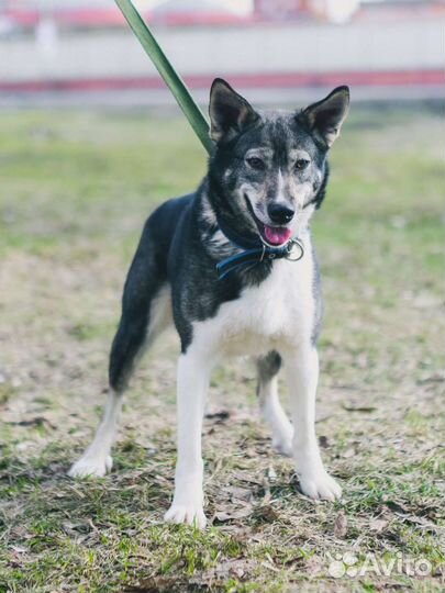 Тоскует в одиночестве