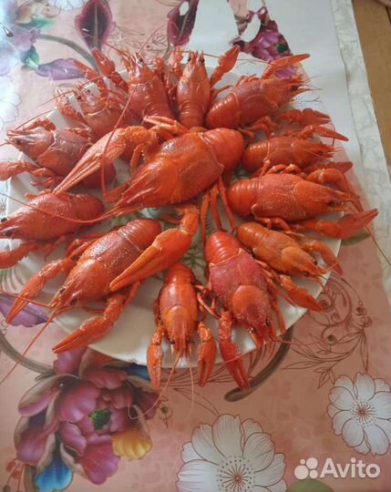 Живые раки, свежий улов