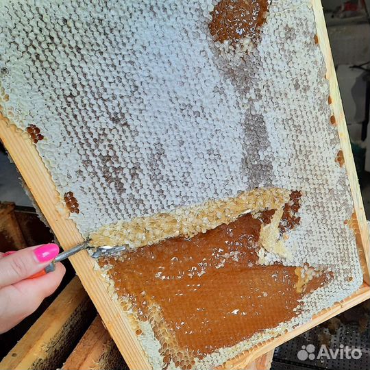 Забрус 2024г 500гр