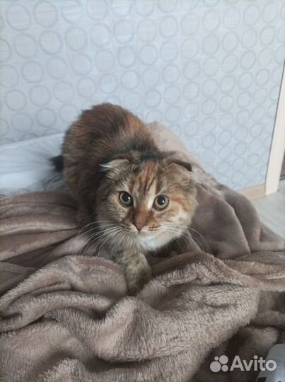 Кошки вислоухие