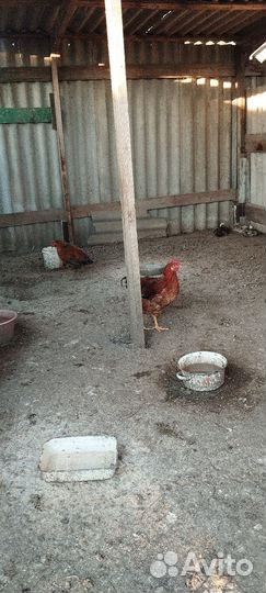 Молодые петухи