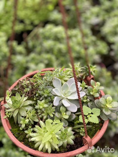 Суккуленты в кашпо