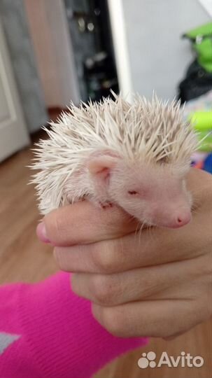 Африканские ёжики