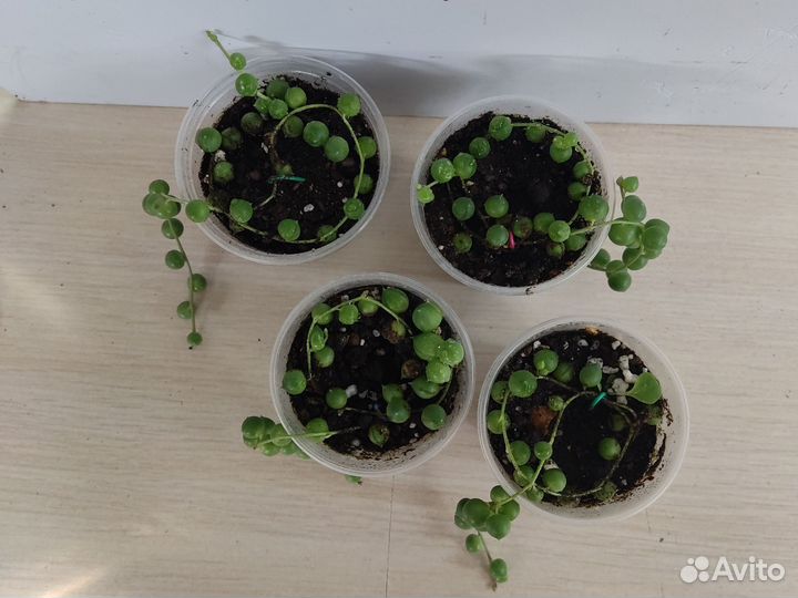 Крестовник Роули