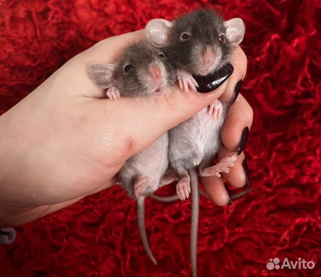 Крысята дамбо норка, рекс, шампань