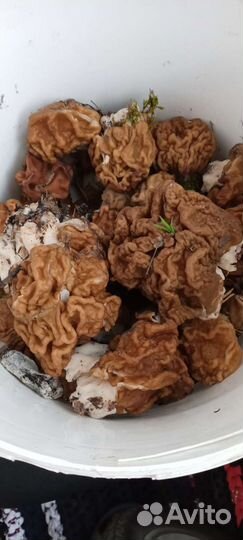 Гриб строчок