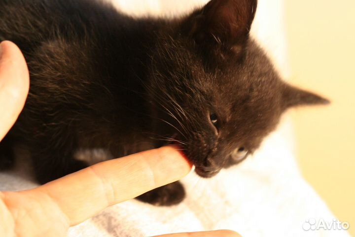 Котенок мальчик 1.5 месяца, черный ищет человека