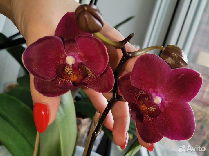 Орхидея phal. Diamond king детка