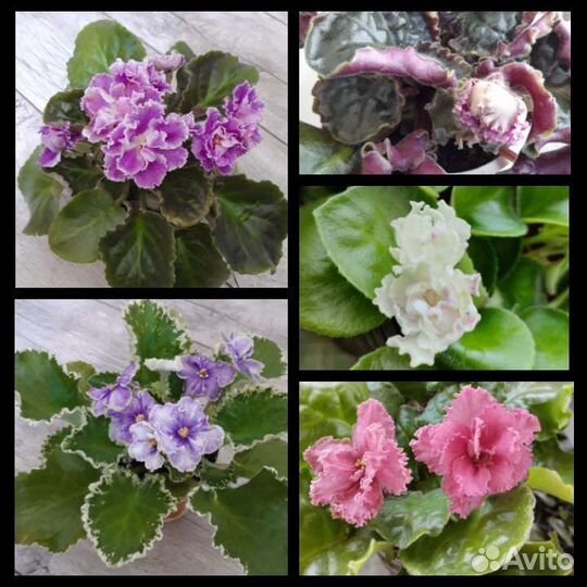 Фиалки и глоксинии в большом ассортименте