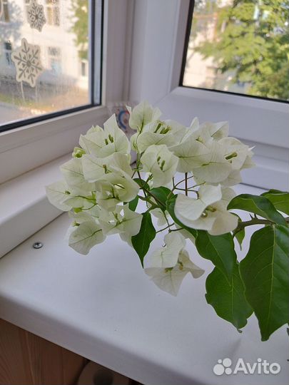 Бугенвилия