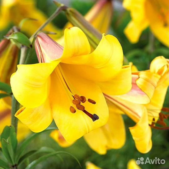 Лилии.Луковицы