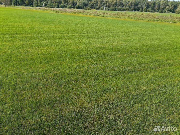 Рулонный газон, укладка, продажа