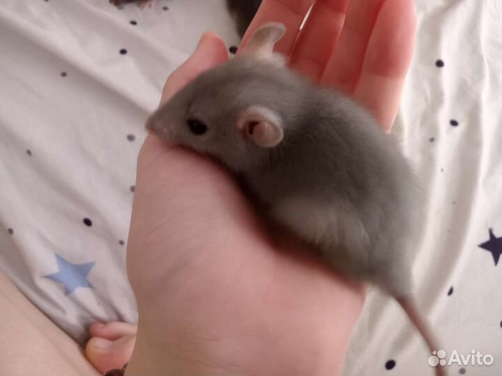 Декоративная крыса дамбо