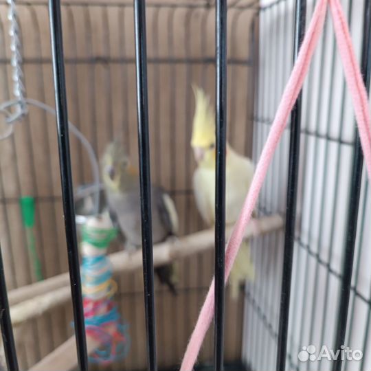 Попугаи Корелла с клеткой