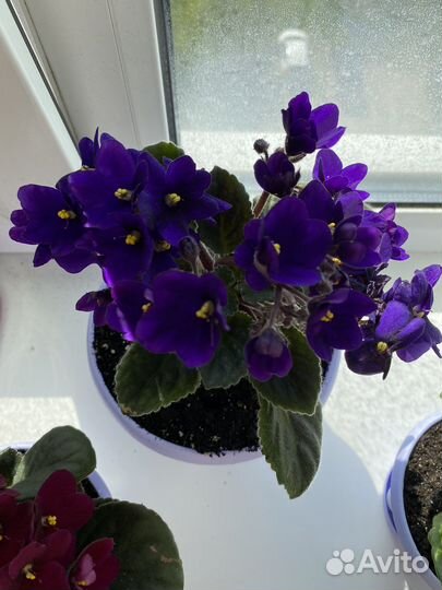 Фиалка комнатная