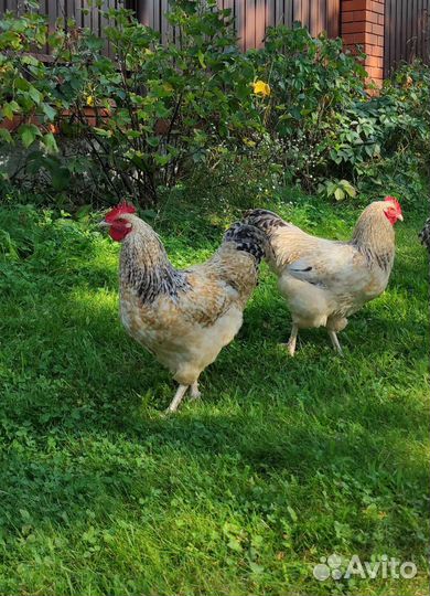 Петухи Нидерхайнер