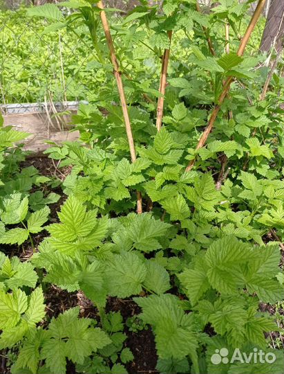 Малина желтая медовая ремонтантная