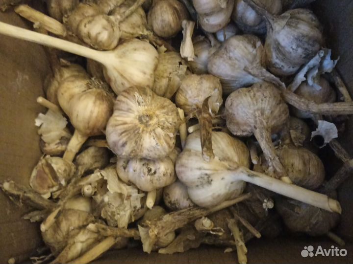 Продам домашний чеснок