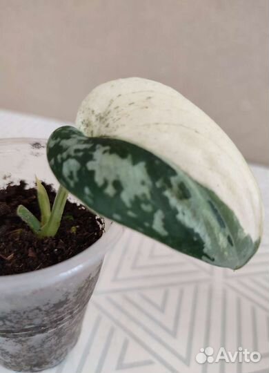 Сциндапсус Mayari Майяри