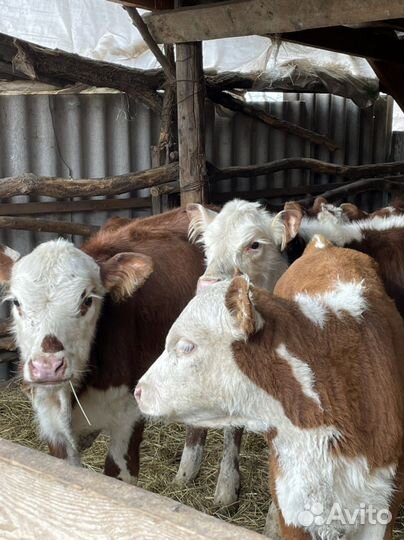 Бычки и телки породистые