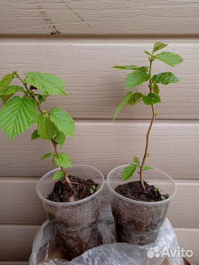 Лещина, лесной орех