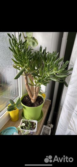 Крассула хоббит