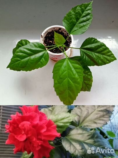 Гибискус (китайская роза)