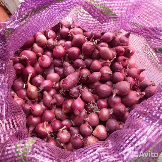 Лук севок оптом
